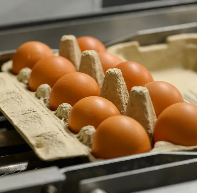 Aluksne Poultry Farm